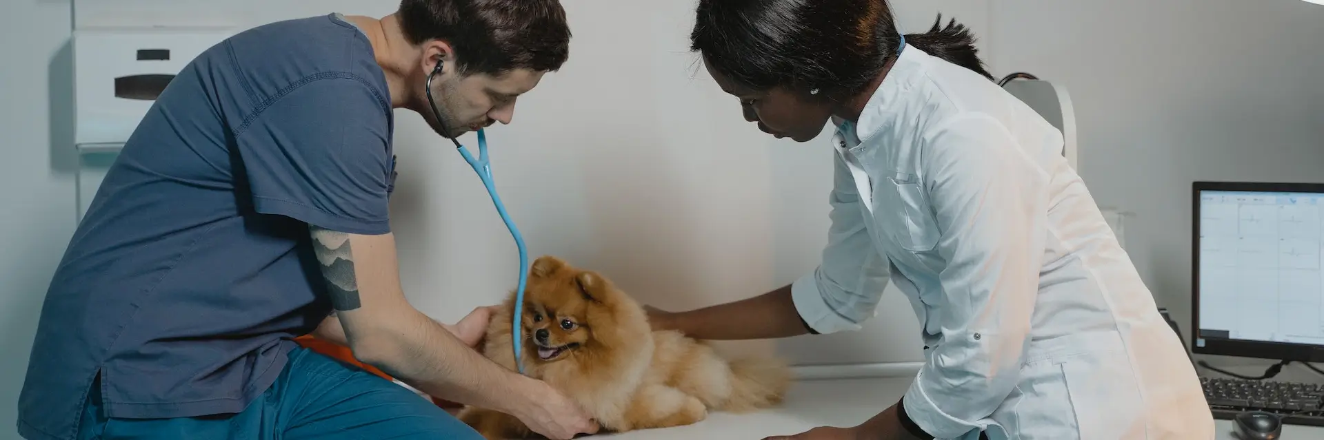 Vétérinaire oscultant un chien